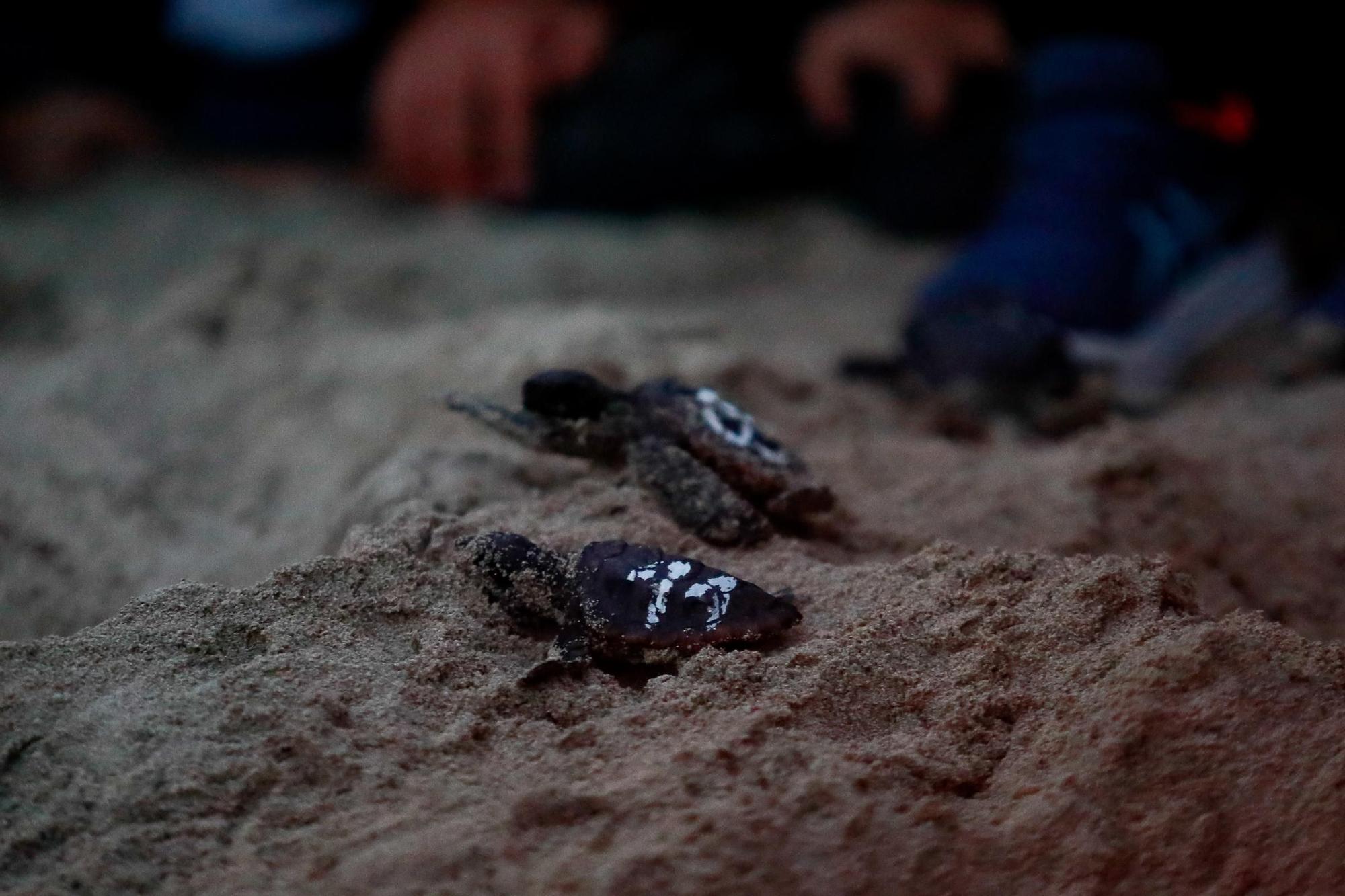 Todas las imágenes de la suelta al mar de las tortugas nacidas en Ibiza