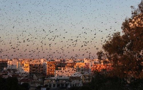 El espectáculo de los estorninos en Torrevieja