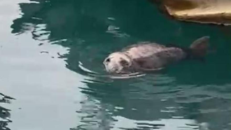 Una foca gris en el puerto de Altea