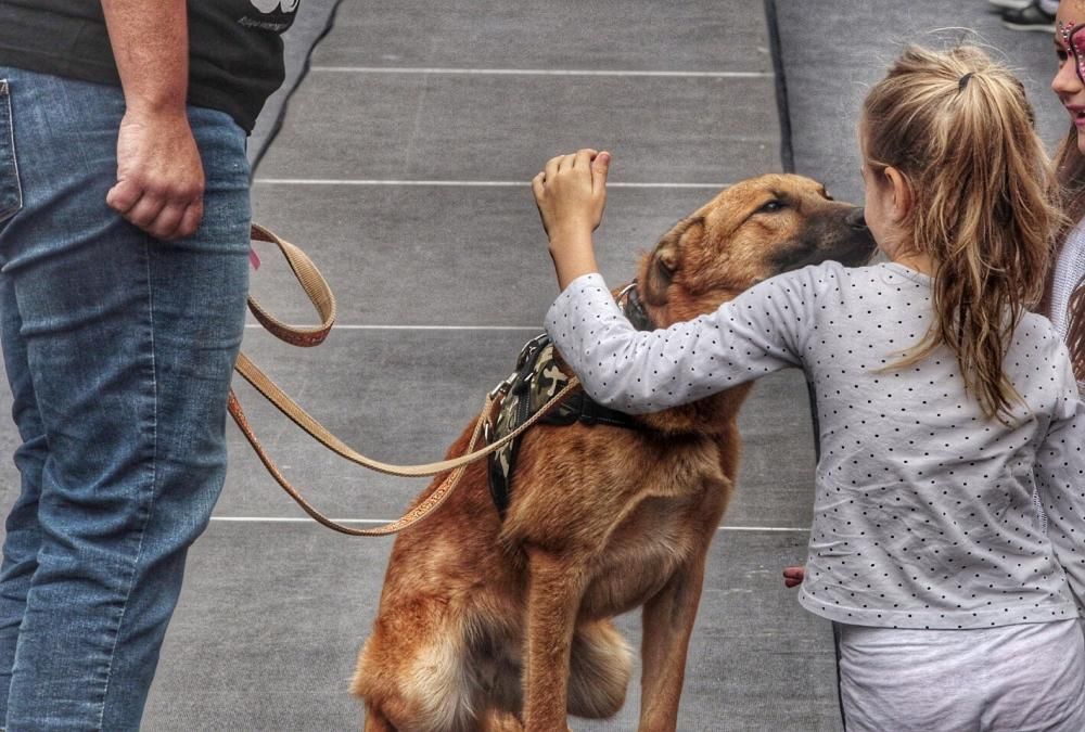 Pasarela de adopción de mascotas en Los Realejos