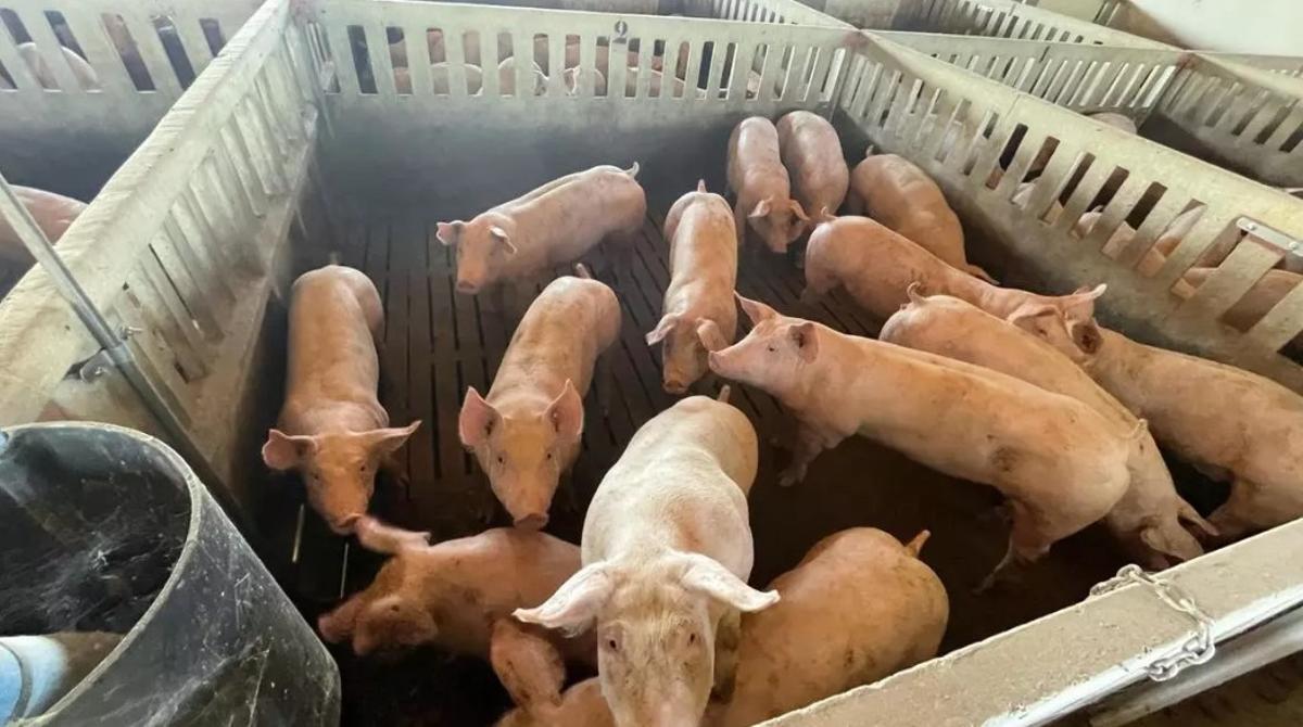 Una granja de porcs, en una imatge d'arxiu.