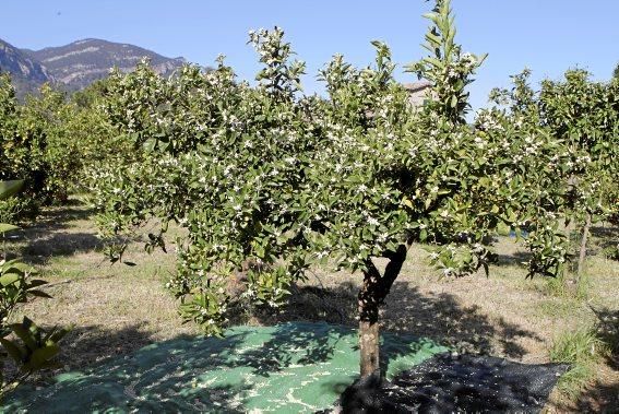 Auf der biologischen Zitrus-Plantage Ecovinyassa in Sóller ziehen die weißen Blüten nicht nur Bienen an.