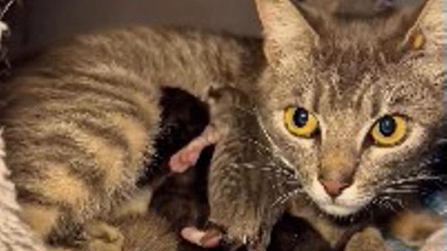 Rescate de película en Nigrán para salvar a una camada de gatos recién nacidos destinados a morir aplastados