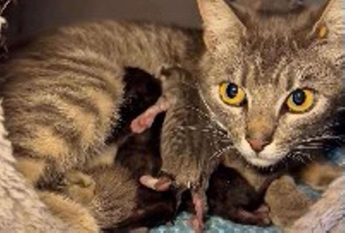 Final feliz: la gata dando de mamar a sus crías.