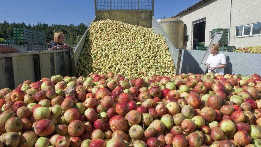 Los llagares asturianos comienzan a mayar los primeros mostos de la temporada