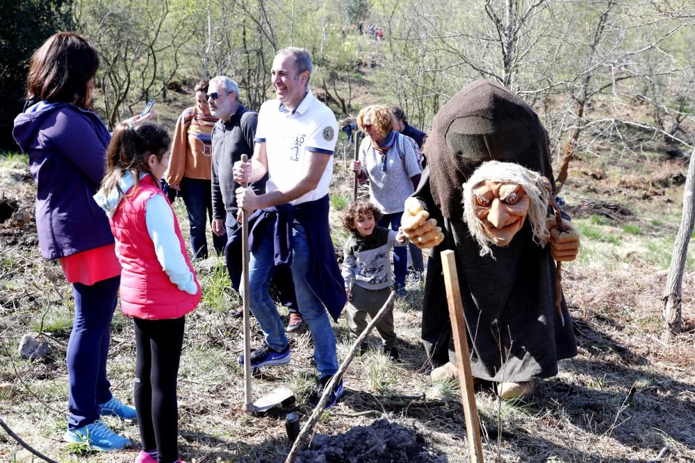 Plantación Carbayera Monte Deva (reforestación)