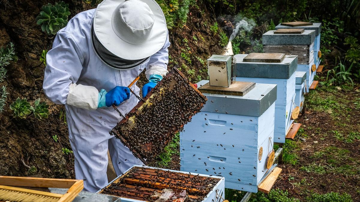 Un apicultor  trabajando sus colmenas.