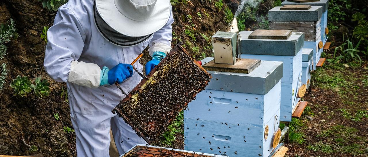 Un apicultor  trabajando sus colmenas.