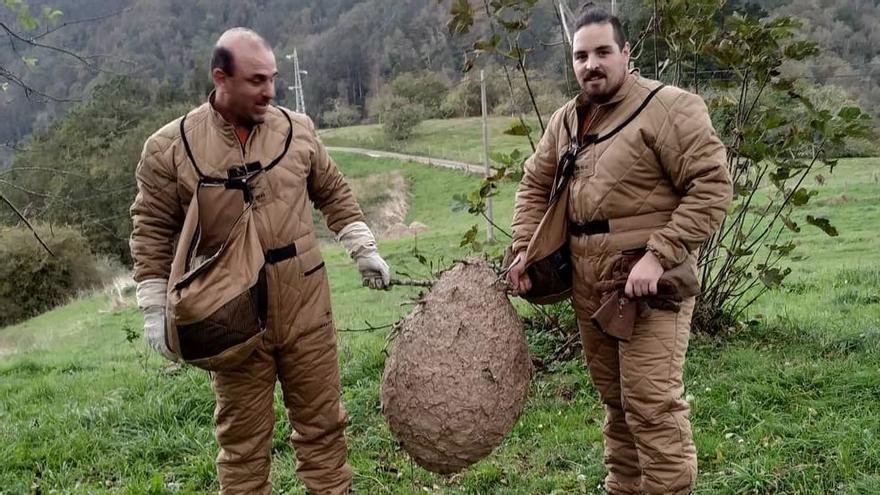 Se dispara el número de nidos de avispa velutina retirados, con el 17,5% localizados en la comarca