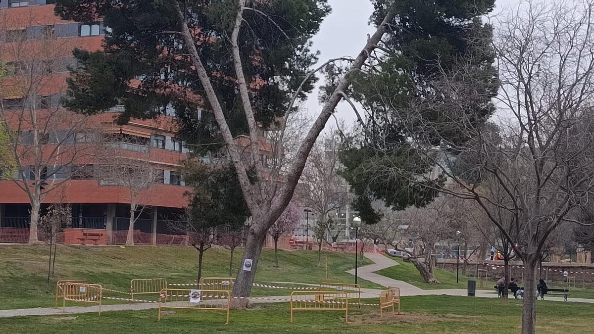 Los coletivos vecinales piden que se garantice el futuro del pino del parque Bruil.