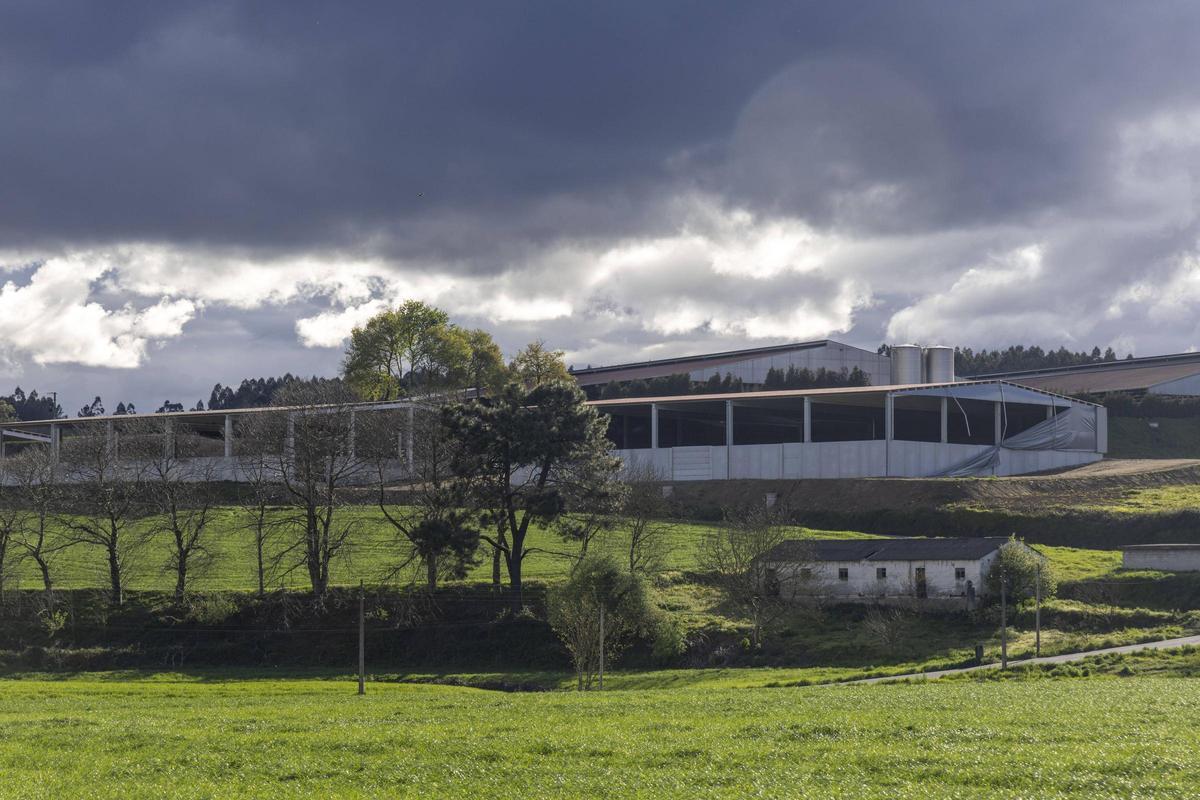 Gandería Sar, en Touro, la mayor concentración de vacas en una sola explotación.