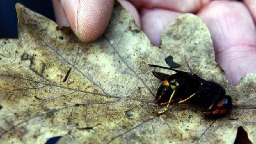 Un exemplar de vespa velutina, més coneguda amb el nom de vespa asiàtica, que es va localitzar l&#039;any passat a la comarca de la Garrotxa