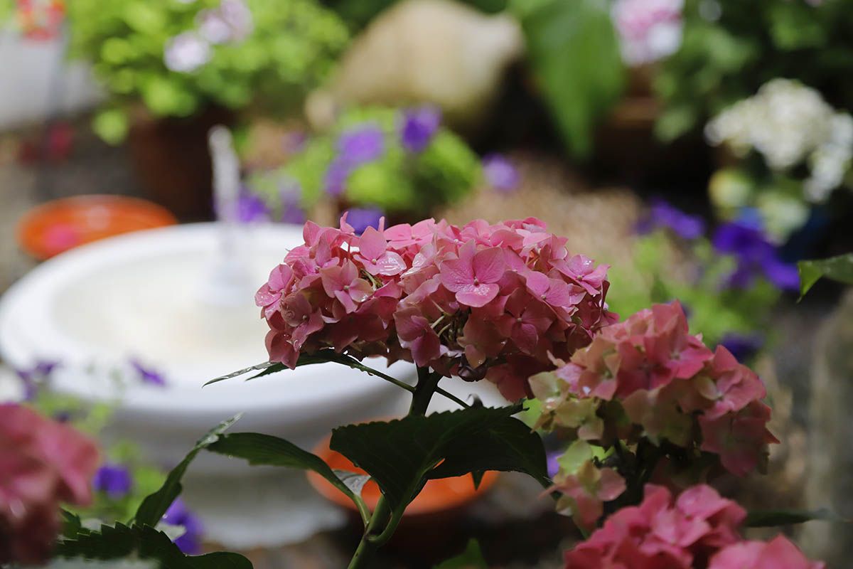 Muchos visitantes en el último día de patios