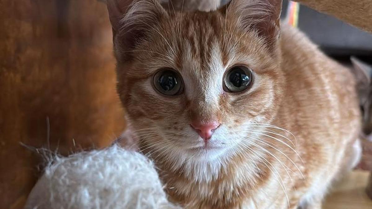 La gata rescatada que viajó en el bajo de un coche.
