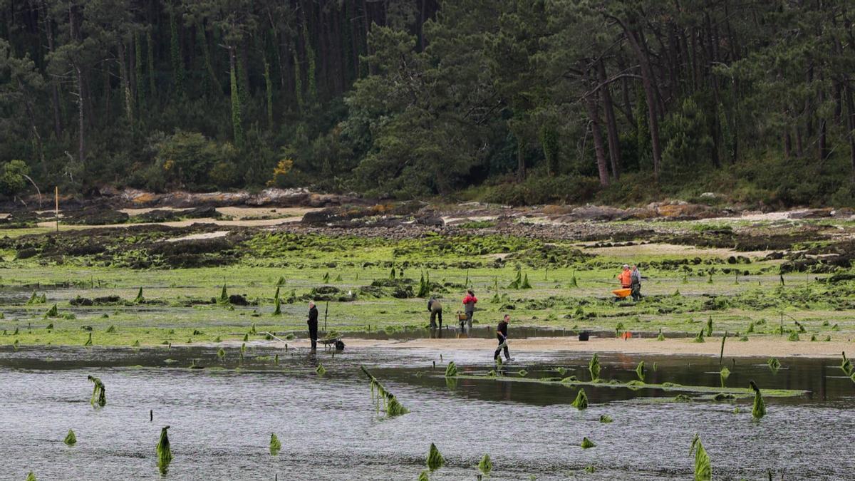 Los parquistas de Carril se emplean a fondo para eliminar las algas que invaden sus viveros