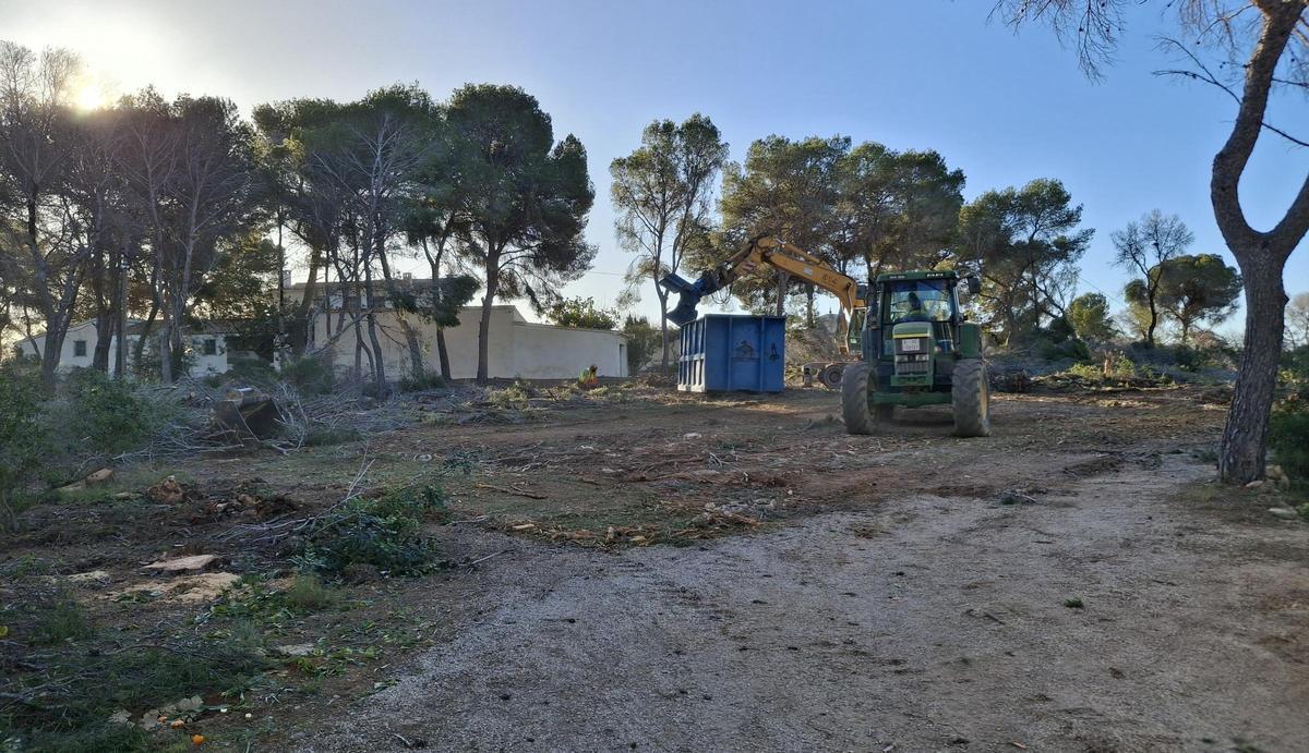 La tala que se está llevando a cabo en los terrenos litorales