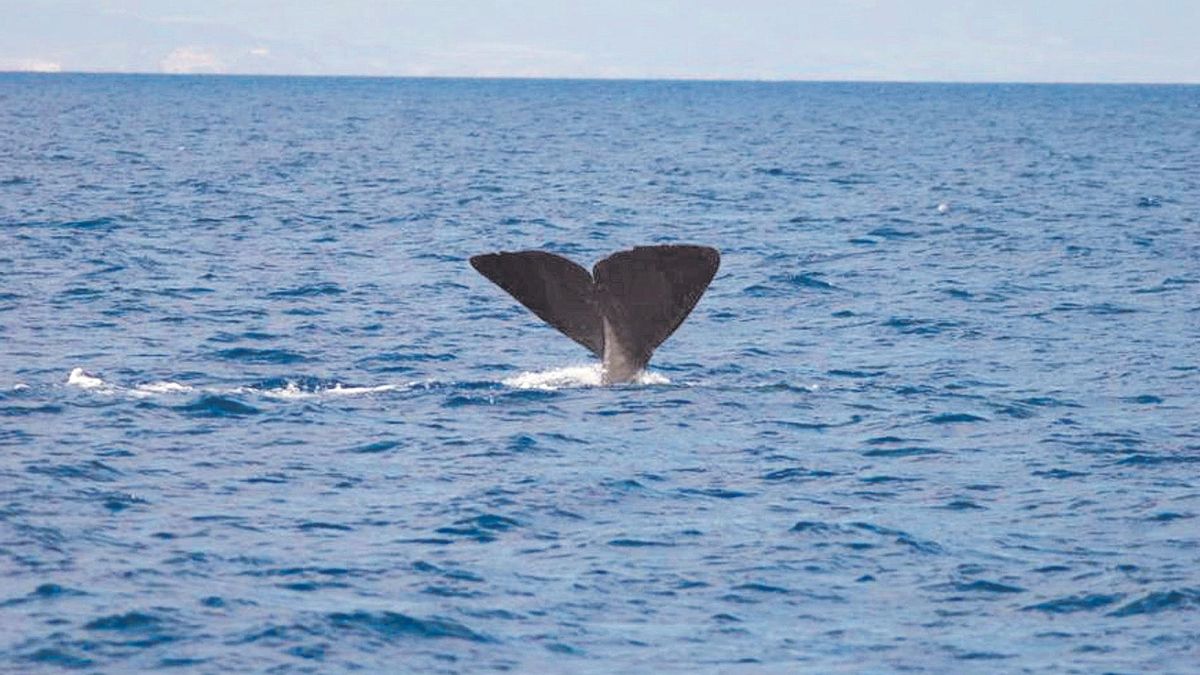 Un cachalote en la costa de la Región de Murcia