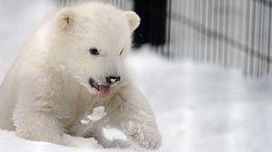 Un caçador rescata una cria dós polar a Alaska.