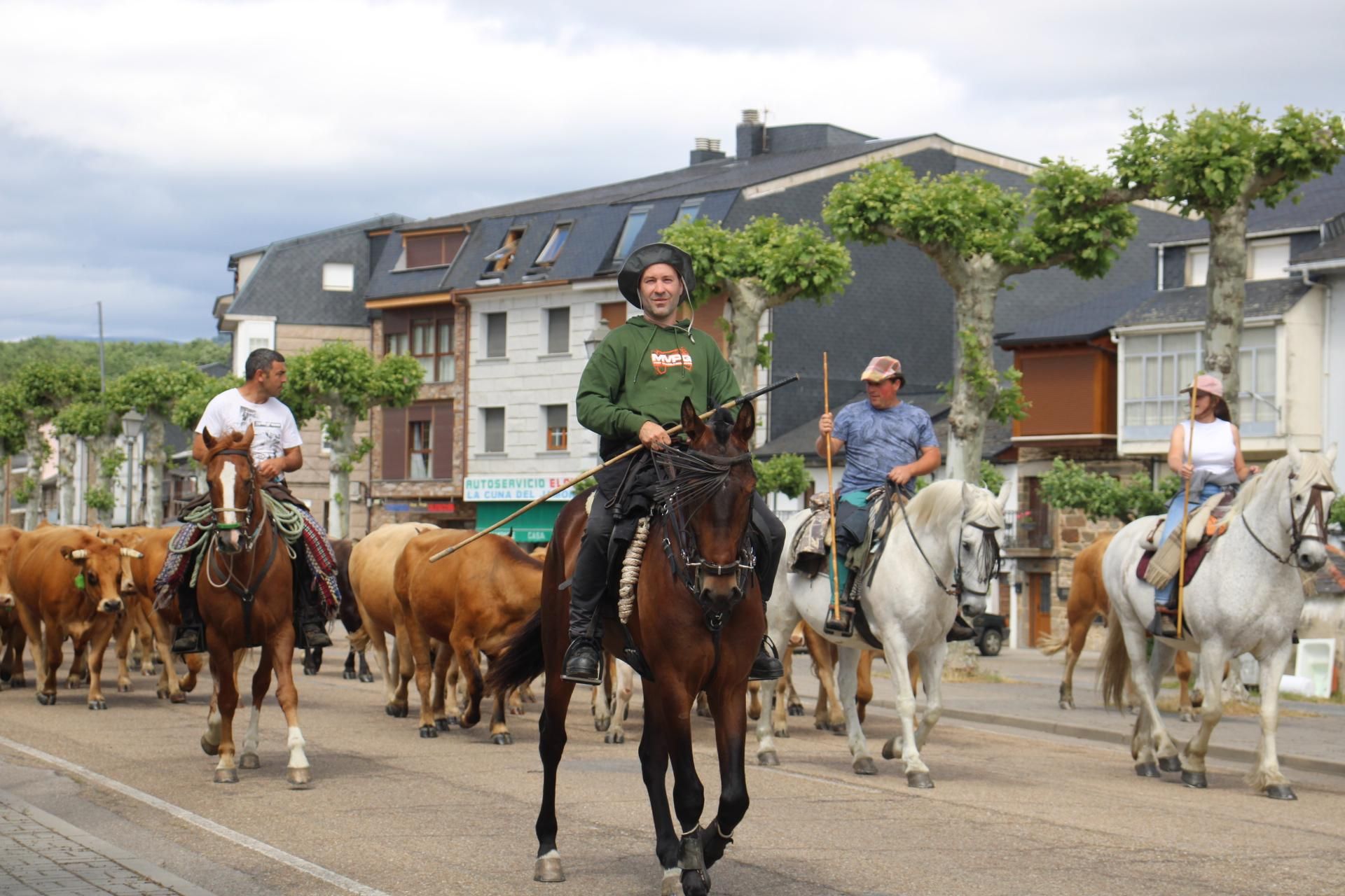GALERÍA | Los ganados de la trashumancia pasan por Sanabria
