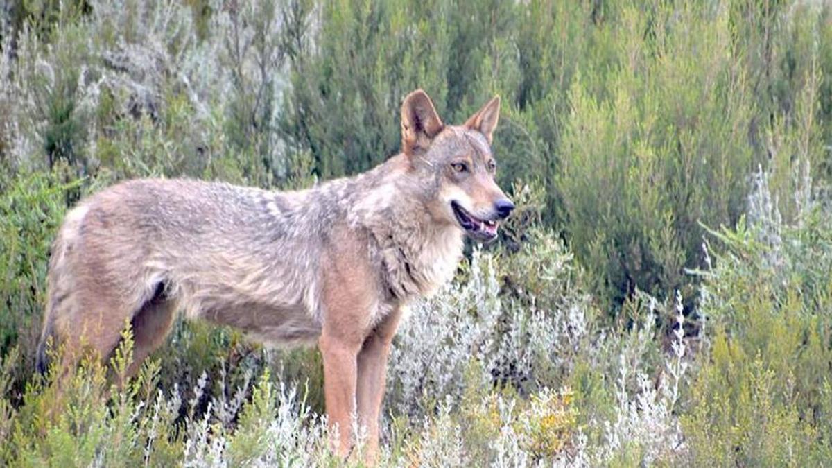 Imagen de archivo de un lobo ibérico