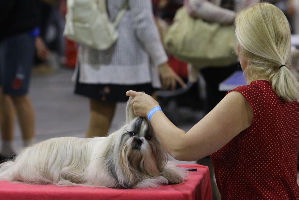 6º Salón del Animal de Compañía Mi Mascota