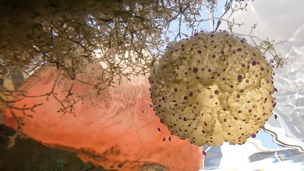 'Anoxia' de Fito Conesa