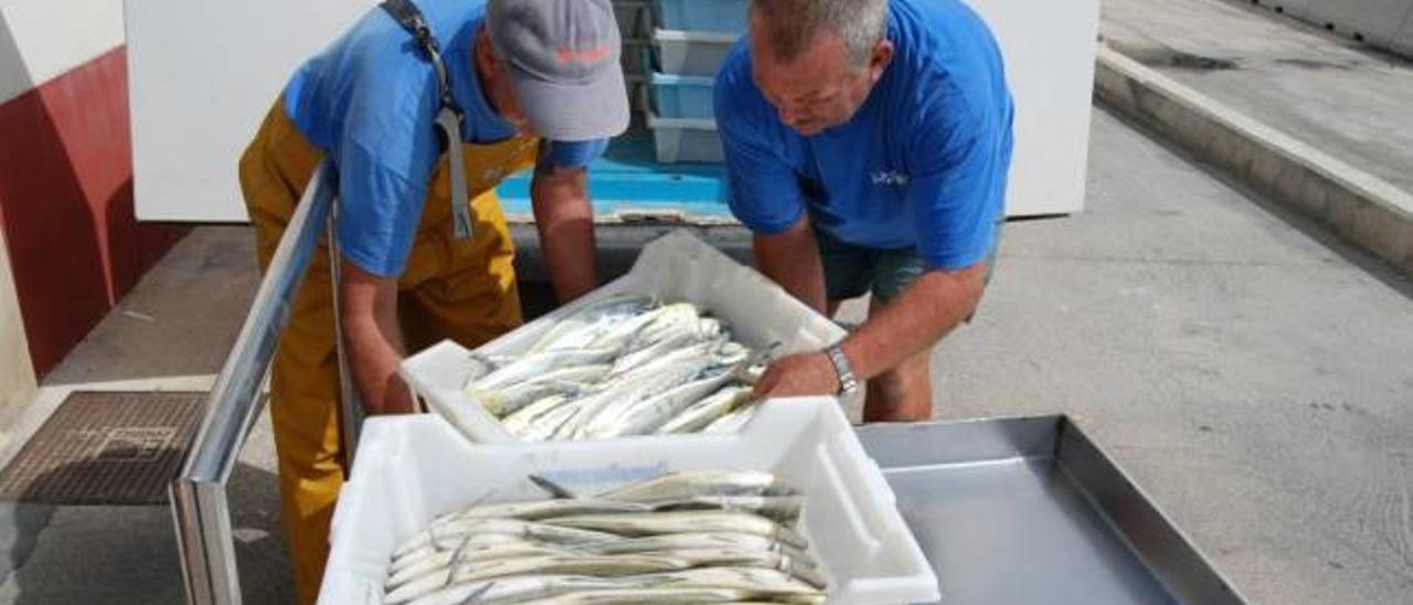 Dos pescadores de Alcúdia apilan canastos de llampuga para trasladarlos a la lonja.