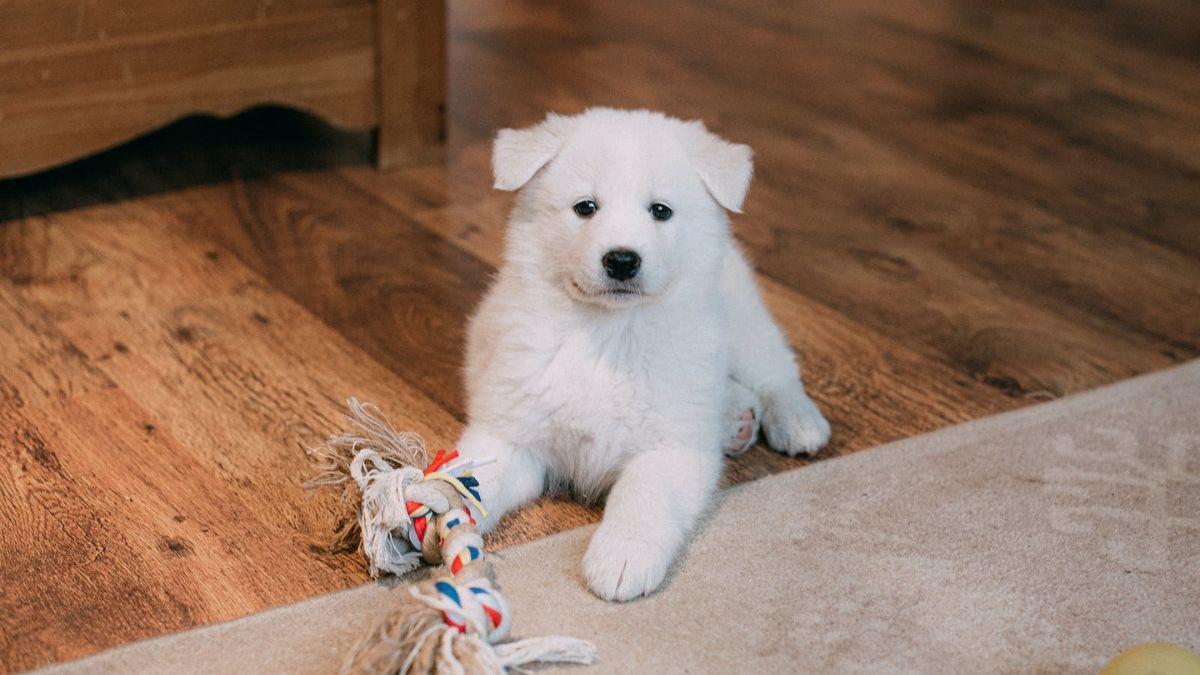 Cómo quitar los pelos de tu perro o gato de los muebles y de la ropa (5  trucos infalibles)