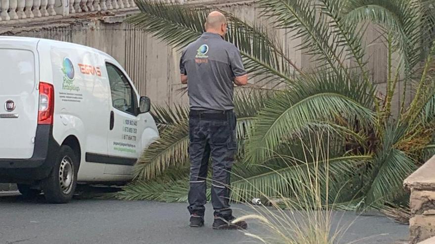 Cae una palmera en Bravo Murillo