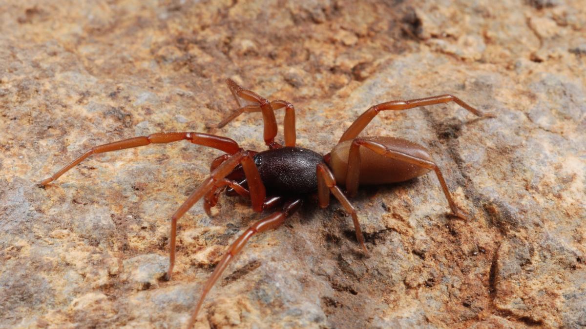 Ejemplar de araña Dysdera, común en Canarias.