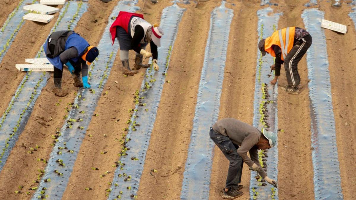 Varios trabajadores plantan lechugas en la pedanía de Lobosillo | EFE