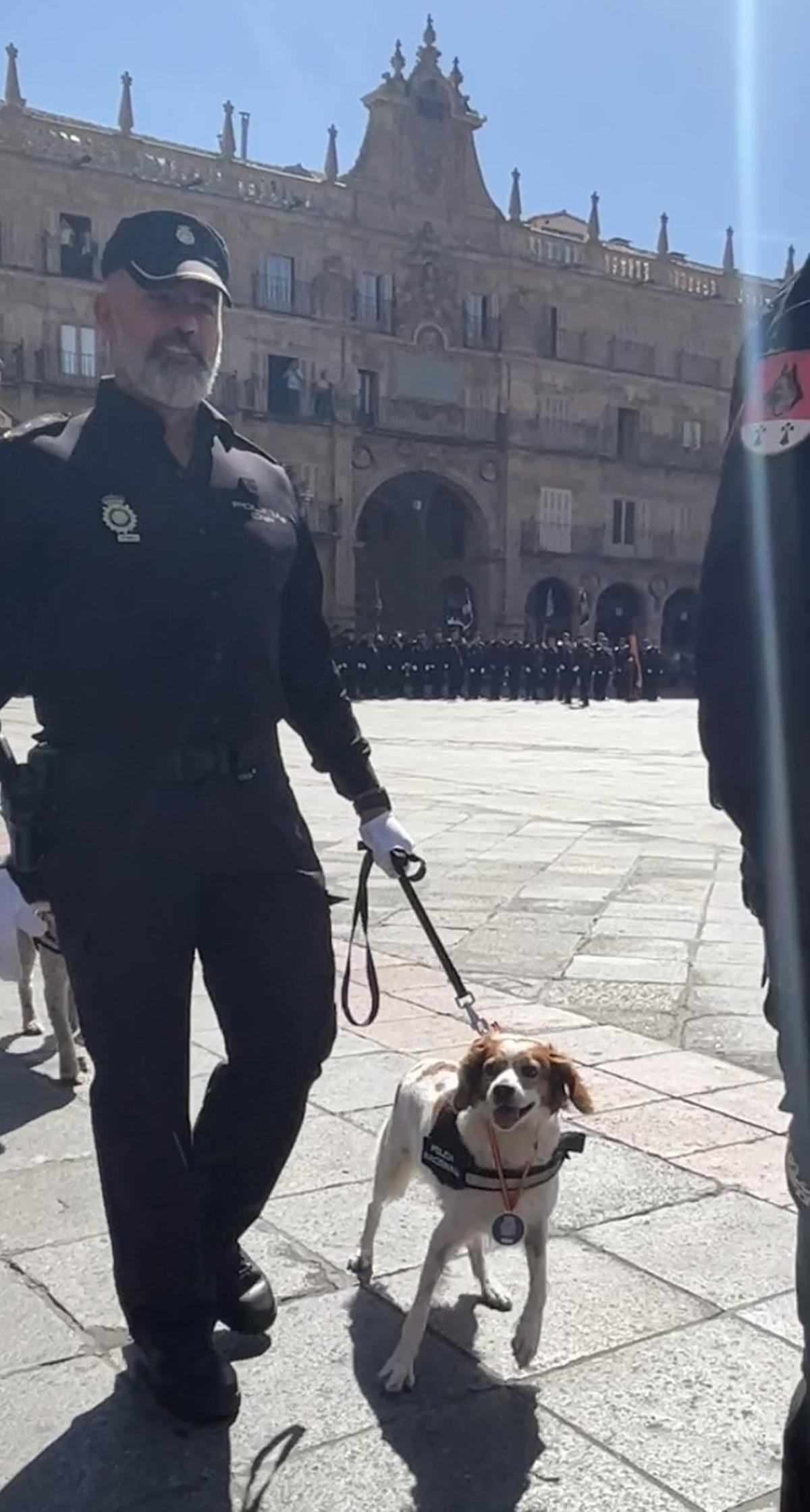 Condecoran a una perra policía por localizar a un desaparecido en Tenerife
