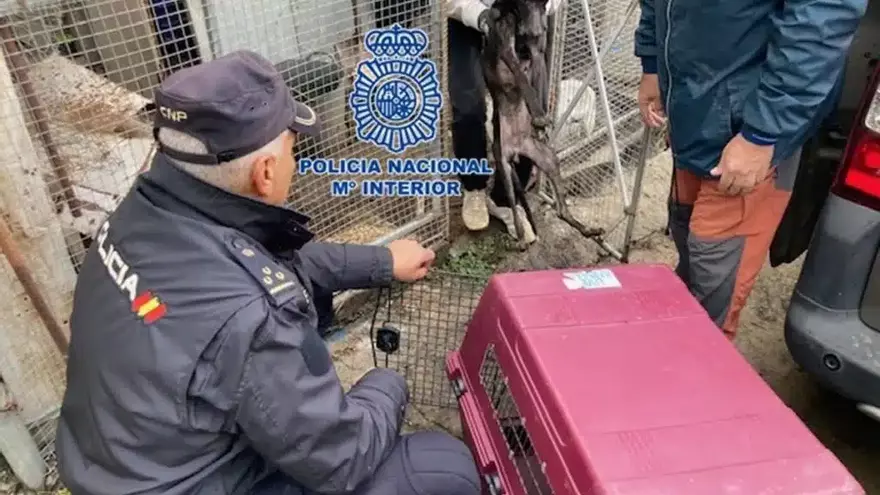 Liberan a cuatro perros desnutridos y enjaulados en Santa Cruz de La Palma