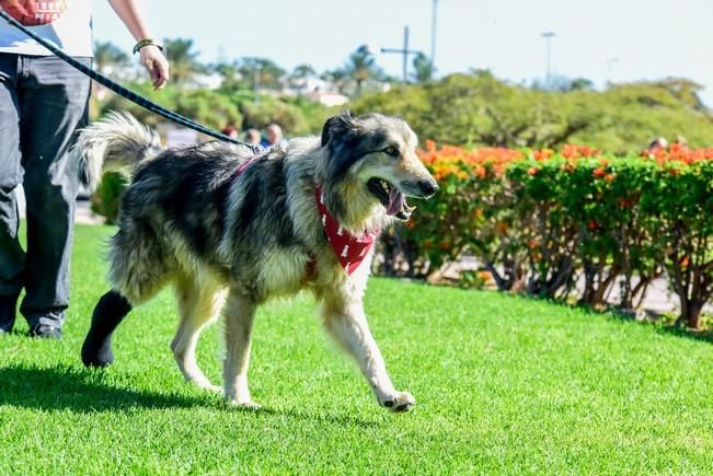 10/12/2016 MASPALOMAS. Feria de Mascotas Maspalomas 2016.Foto: SABRINA CEBALLOS