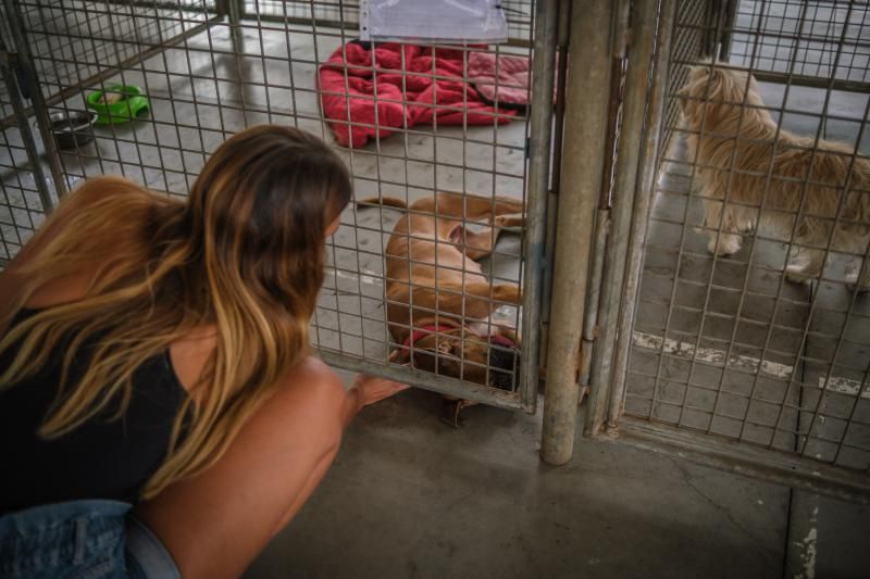 Volcán en Canarias: recogida de animales afectados por la erupción