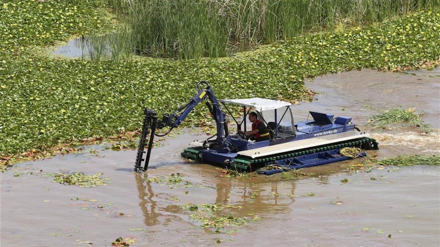 La CHG comienza la recogida del nenúfar mexicano en el tramo urbano del Guadiana en Badajoz