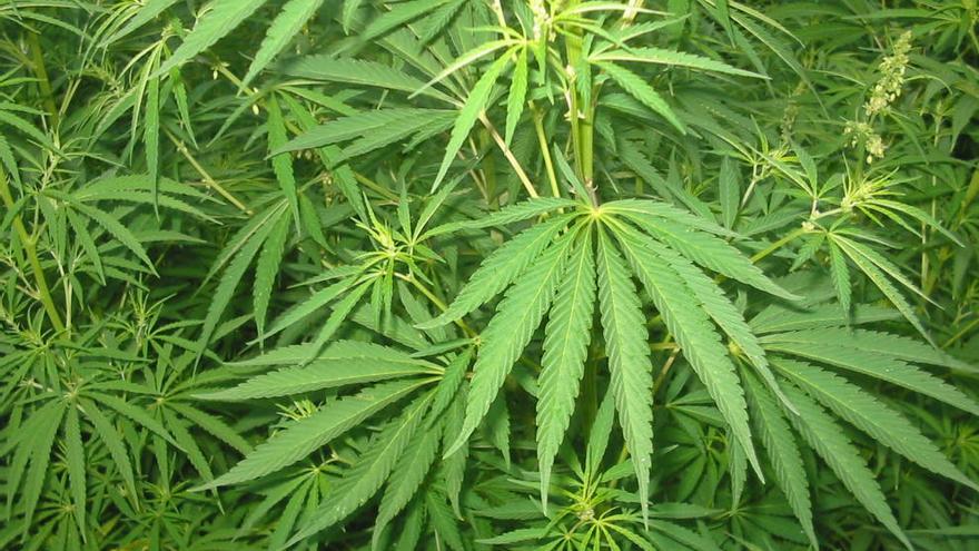 Tres detenidos en El Palmar por cultivar marihuana