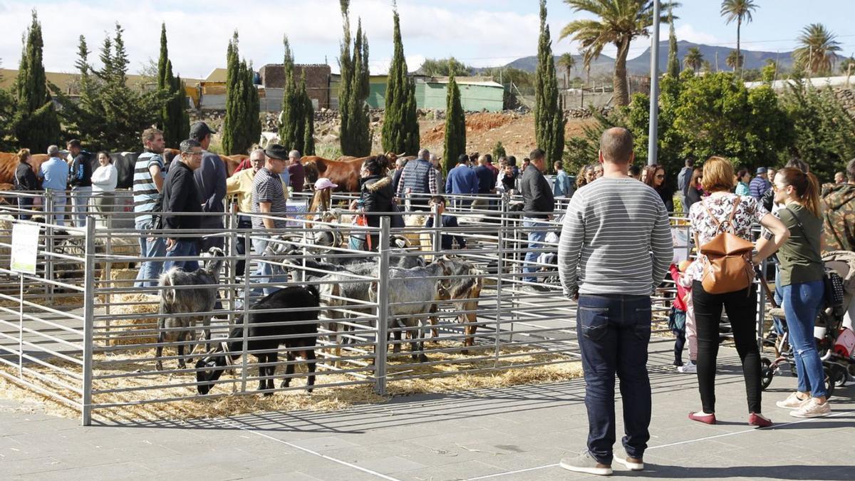 Varios visitantes ante el ganado caprino en la feria de ganado de 2020, junto al Teatro Auditorio de Agüimes. | | DOMINGO MARTÍN