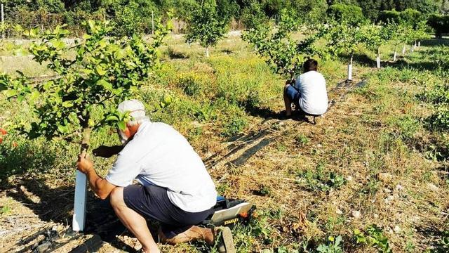 Sector primario y agroalimentario de Baleares.