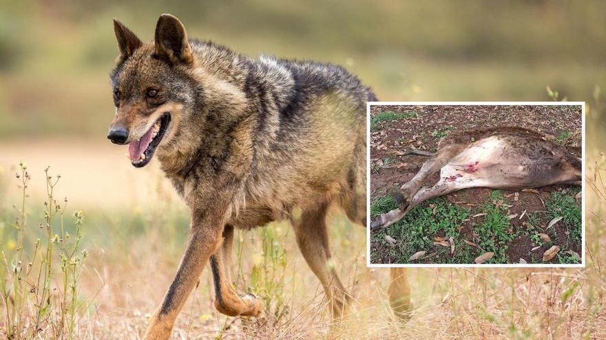 El lobo vuelve a atacar en Oviedo y mata una vaca de 300 kilos: "Estoy desesperado"