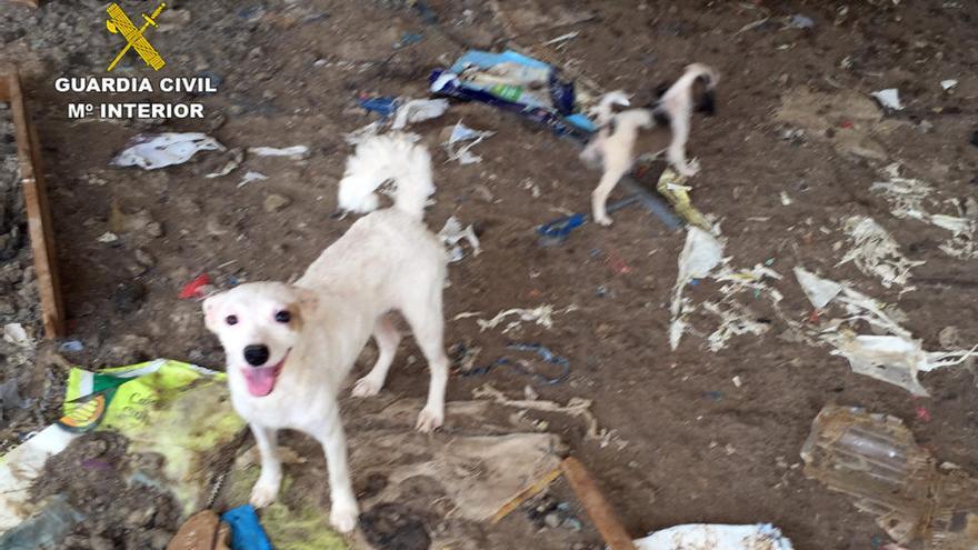 Investigan a una mujer que tenía 15 perros desnutridos en Abanilla