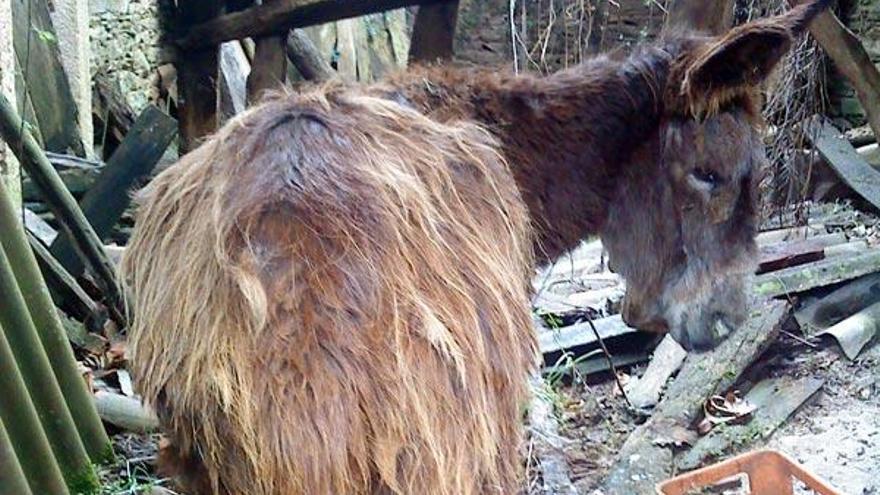 Este es el aspecto que presentaba el animal extraviado.