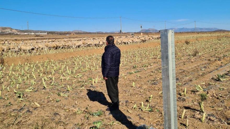 Ecologistas denuncia el inicio  de obras &quot;sin autorización&quot; de la planta solar de Puerto Lumbreras