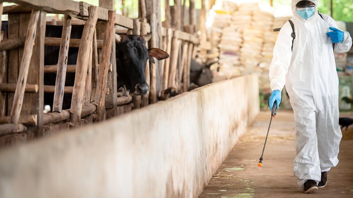 La zoonosis es cualquier enfermedad que procede de los animales pero que también puede afectar a humanos, como el caso de la Covid-19.