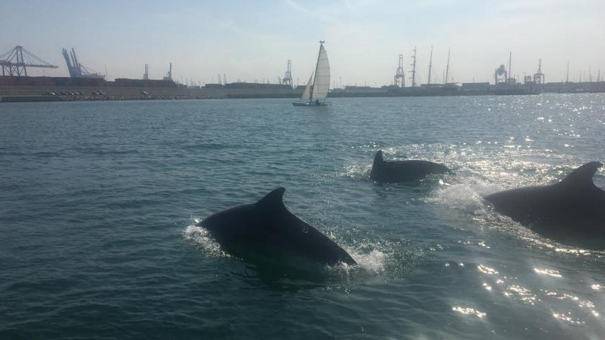 Un grupo de delfines se pasea por el puerto de València