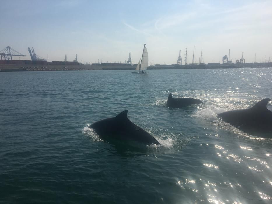Un grupo de delfines se pasea por el puerto de València