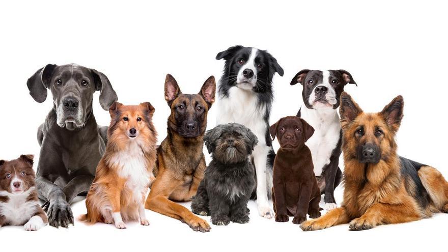 La raza de perro que está de moda entre los españoles: descubre cuál es y por qué enamora a todos