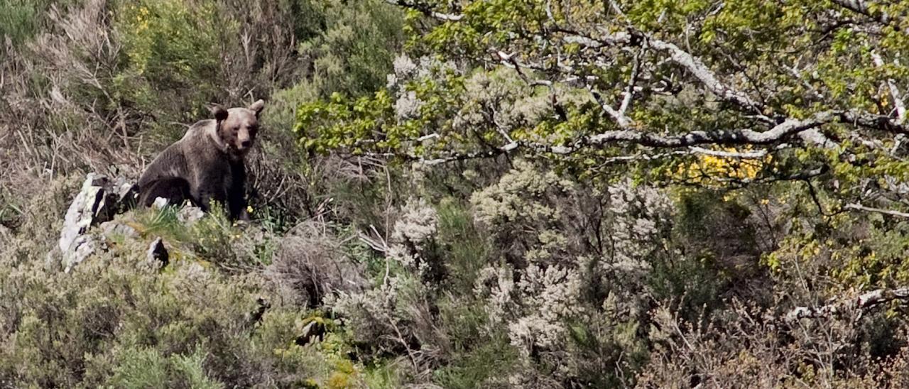 Un ejemplar de oso, en la Cordillera.