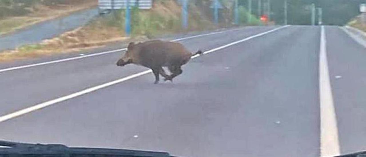 Imagen de archivo de un jabalí cruzando la carretera en el istmo grovense de A Lanzada.