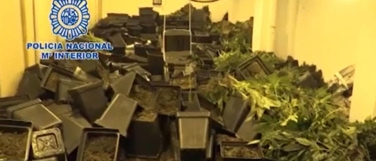 Imagen tomada por la policía del interior de uno de los bajos donde se cultivaba marihuana.